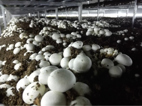 Mushroom base